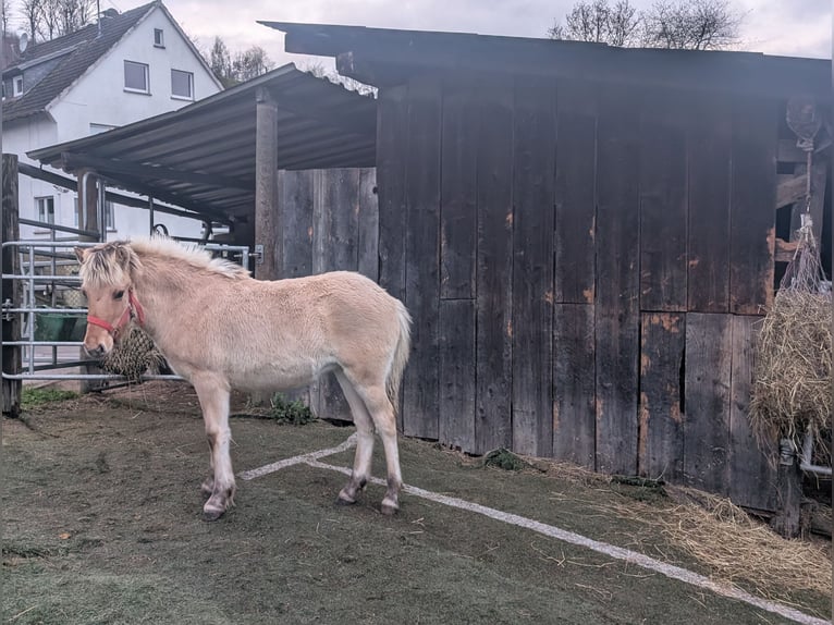 Fjordpferde Stute Fohlen (05/2025) 150 cm Falbe in Morsbach
