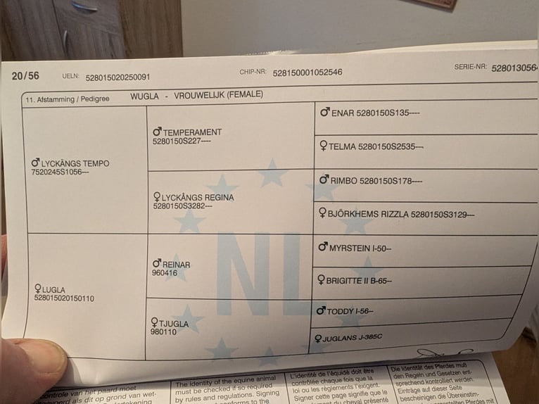 Fjordpferde Stute Fohlen (05/2025) 150 cm Falbe in Morsbach