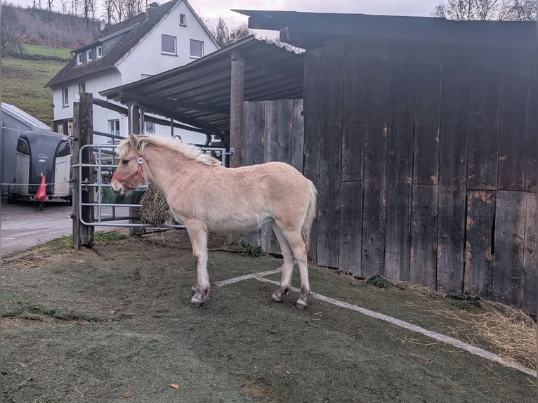 Fjordpferde Stute Fohlen (05/2025) 150 cm Falbe in Morsbach