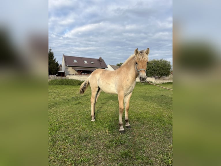 Fjordpferde Stute Fohlen (08/2026) Falbe in Kębłowo