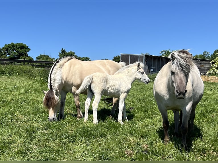 Fjordpferde Stute  Falbe in BonnBonn