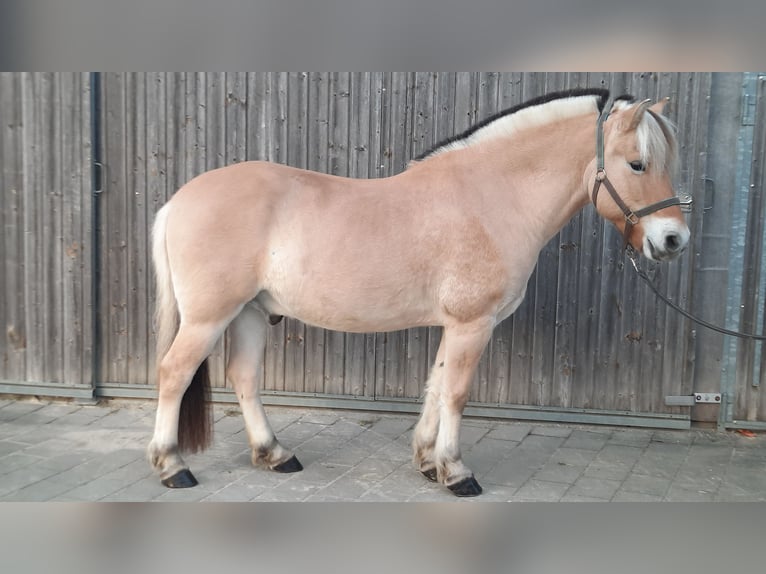 Fjordpferde Wallach 10 Jahre 147 cm Falbe in Eberhardzell
