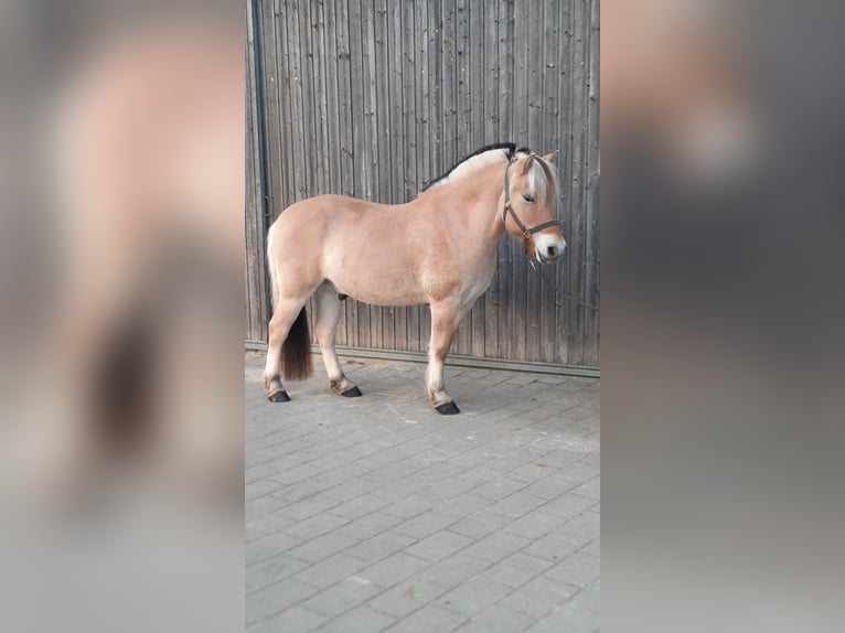 Fjordpferde Wallach 10 Jahre 147 cm Falbe in Eberhardzell