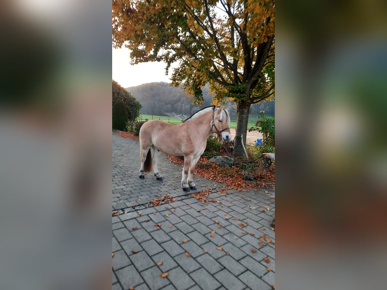 Fjordpferde Wallach 10 Jahre 147 cm Falbe in Eberhardzell