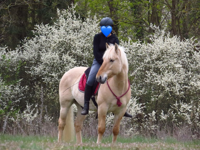 Fjordpferde Mix Wallach 10 Jahre 147 cm Falbe in Temnitzquell