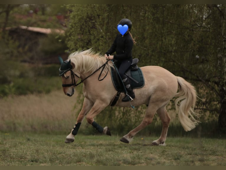 Fjordpferde Mix Wallach 10 Jahre 147 cm Falbe in Temnitzquell