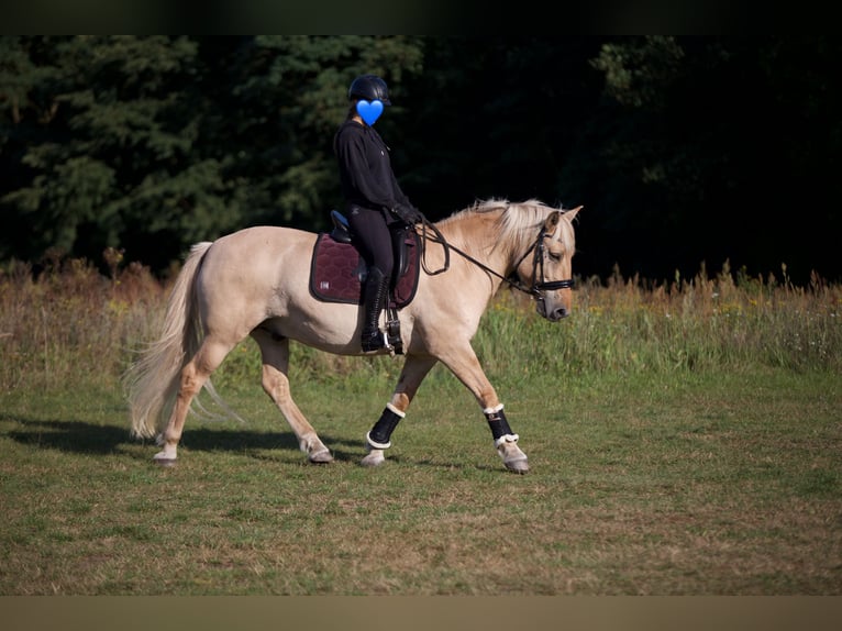 Fjordpferde Mix Wallach 10 Jahre 147 cm Falbe in Temnitzquell