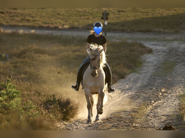 Fjordpferde Mix Wallach 10 Jahre 147 cm Falbe in Temnitzquell