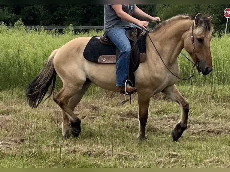Fjordpferde Mix Wallach 10 Jahre 152 cm Falbe in Lane