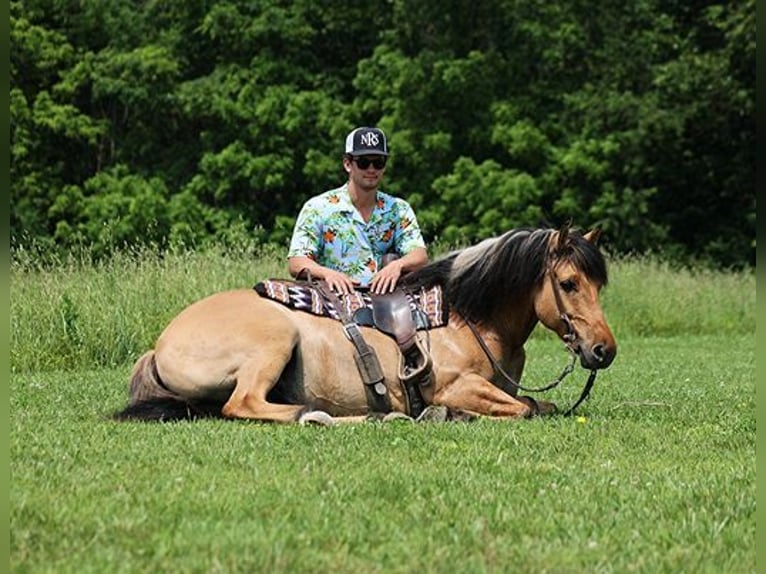Fjordpferde Wallach 10 Jahre Buckskin in Mount Vernon, KY