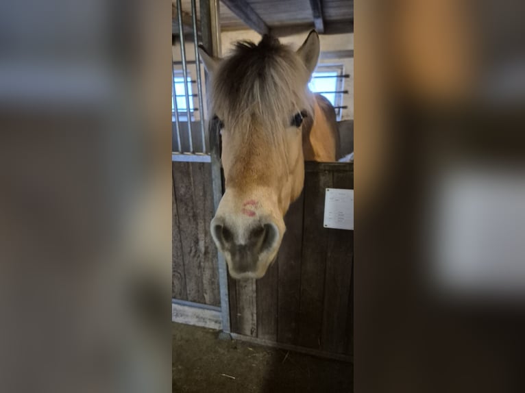 Fjordpferde Wallach 11 Jahre 145 cm Falbe in Osnabrück
