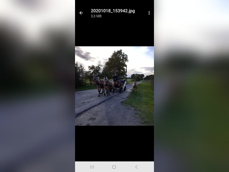 Fjordpferde Wallach 11 Jahre 145 cm Falbe in Osnabrück