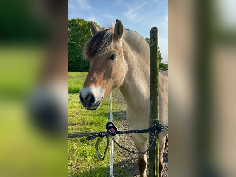 Fjordpferde Wallach 11 Jahre 150 cm  in Etten-Leur