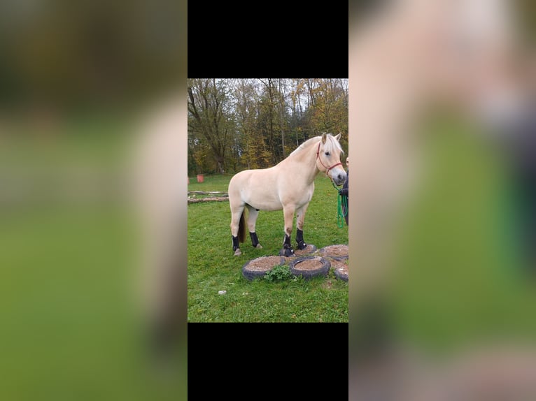Fjordpferde Wallach 11 Jahre 153 cm Falbe in Rott