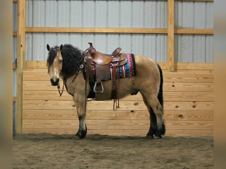 Fjordpferde Mix Wallach 12 Jahre 140 cm Buckskin in Rebersburg