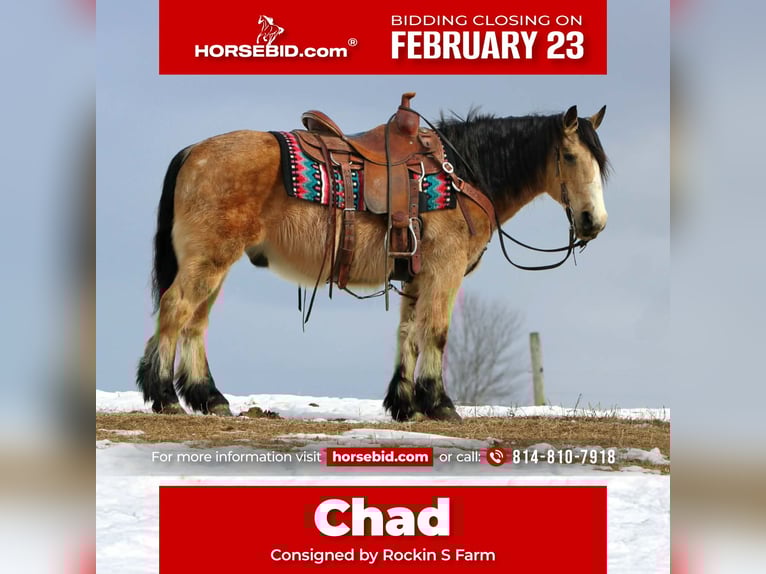 Fjordpferde Mix Wallach 13 Jahre 137 cm Buckskin in Rebersburg