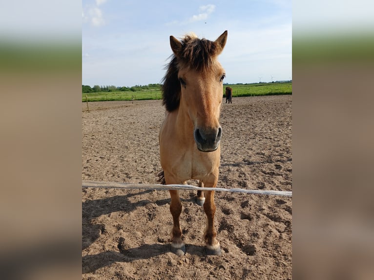 Fjordpferde Mix Wallach 14 Jahre 137 cm in Hooge Zwaluwe