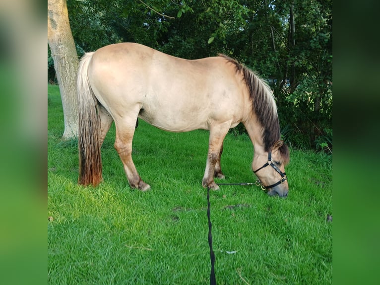 Fjordpferde Mix Wallach 14 Jahre 137 cm in Hooge Zwaluwe