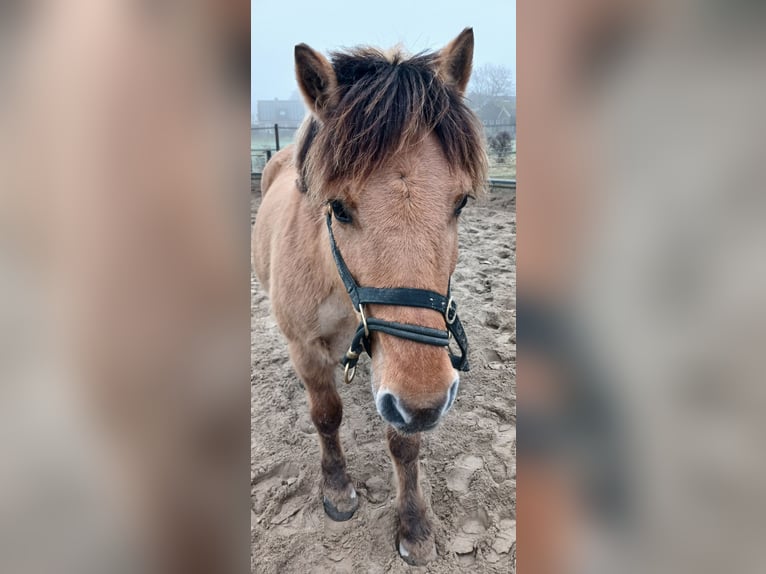 Fjordpferde Mix Wallach 14 Jahre 137 cm in Hooge Zwaluwe