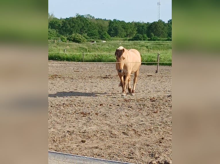 Fjordpferde Mix Wallach 14 Jahre 137 cm in Hooge Zwaluwe