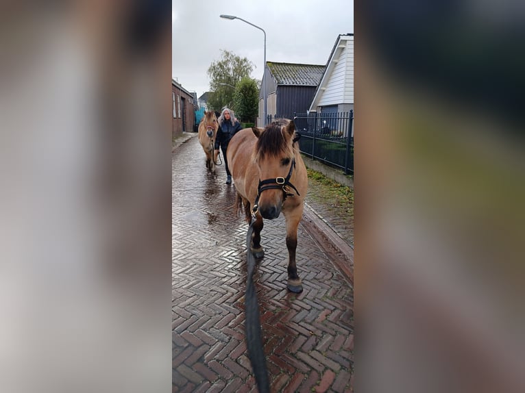 Fjordpferde Mix Wallach 14 Jahre 137 cm in Hooge Zwaluwe