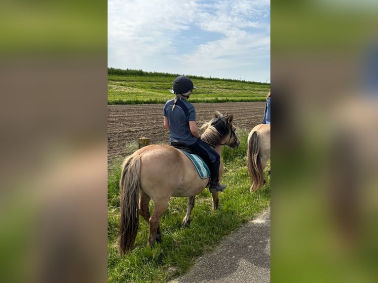 Fjordpferde Mix Wallach 14 Jahre 137 cm in Hooge Zwaluwe