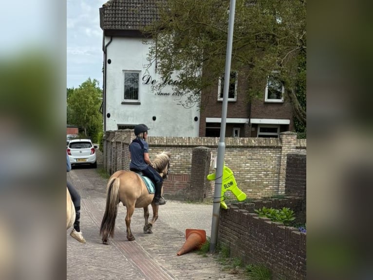 Fjordpferde Mix Wallach 14 Jahre 137 cm in Hooge Zwaluwe