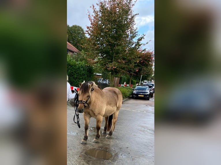 Fjordpferde Mix Wallach 14 Jahre 137 cm in Hooge Zwaluwe