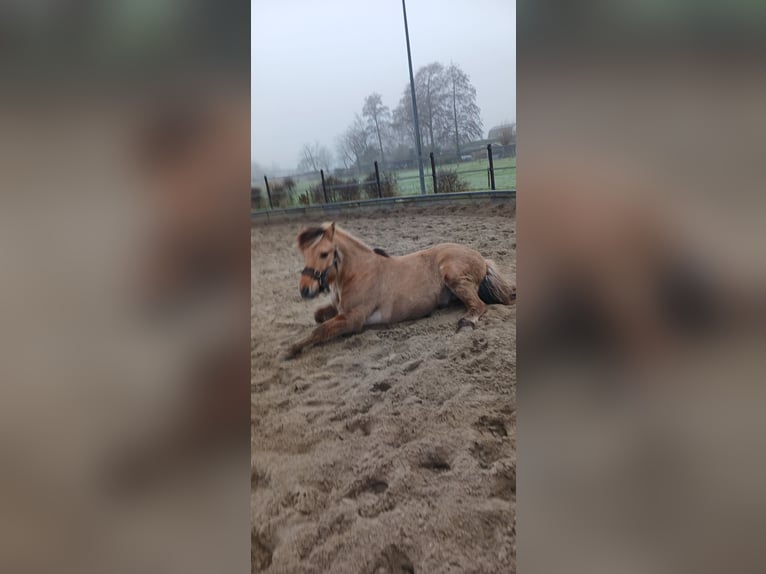 Fjordpferde Mix Wallach 14 Jahre 137 cm in Hooge Zwaluwe
