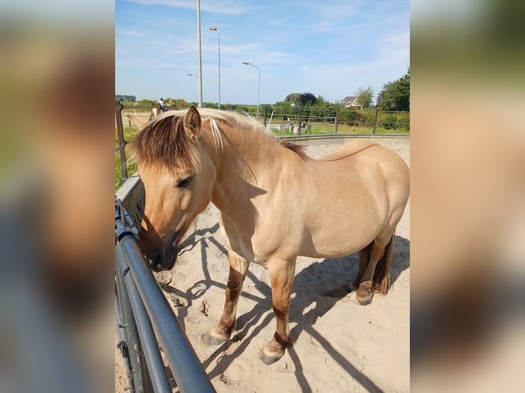 Fjordpferde Mix Wallach 14 Jahre 137 cm in Hooge Zwaluwe
