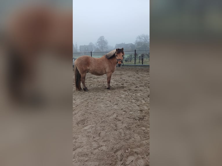 Fjordpferde Mix Wallach 14 Jahre 137 cm in Hooge Zwaluwe