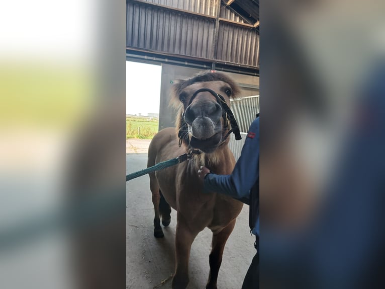 Fjordpferde Mix Wallach 14 Jahre 137 cm in Hooge Zwaluwe
