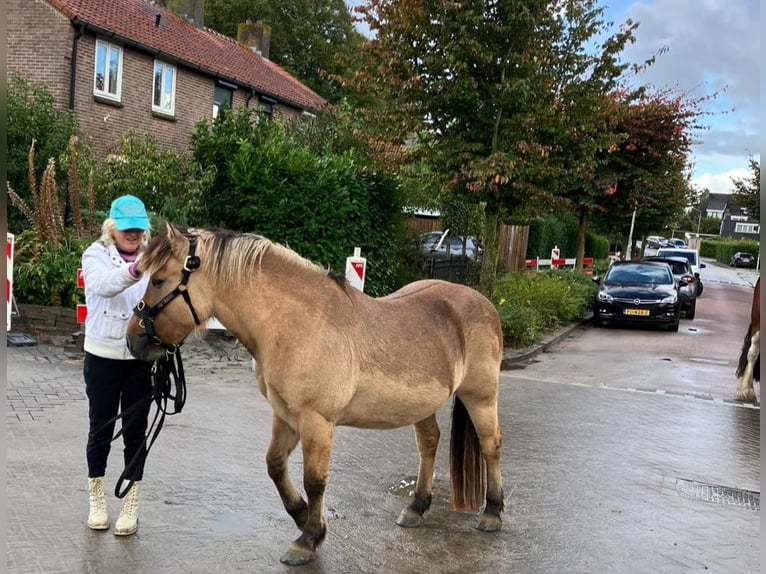 Fjordpferde Mix Wallach 14 Jahre 137 cm in Hooge Zwaluwe