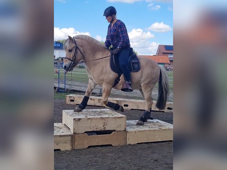 Fjordpferde Wallach 14 Jahre 142 cm Falbe in Bramsche