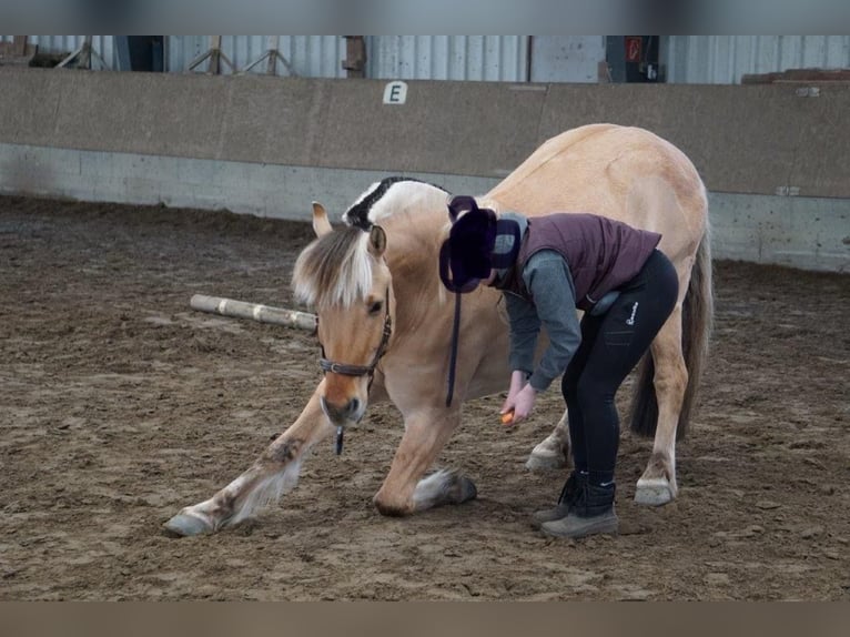 Fjordpferde Wallach 14 Jahre 146 cm Falbe in Pinneberg