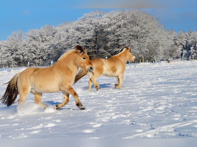 Fjordpferde Wallach 14 Jahre 147 cm Falbe in Remscheid