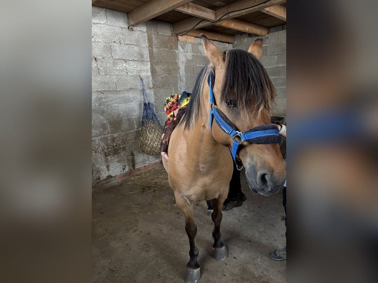 Fjordpferde Mix Wallach 14 Jahre 148 cm Falbe in Villmar