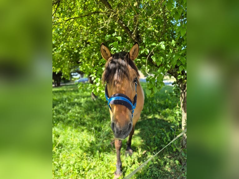 Fjordpferde Mix Wallach 14 Jahre 148 cm Falbe in Villmar