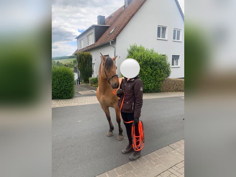 Fjordpferde Mix Wallach 14 Jahre 148 cm Falbe in Villmar