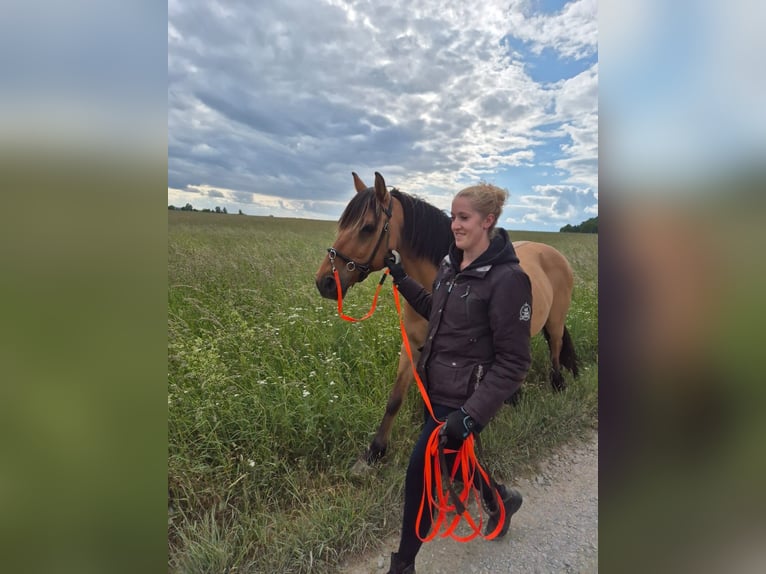 Fjordpferde Mix Wallach 14 Jahre 148 cm Falbe in Villmar