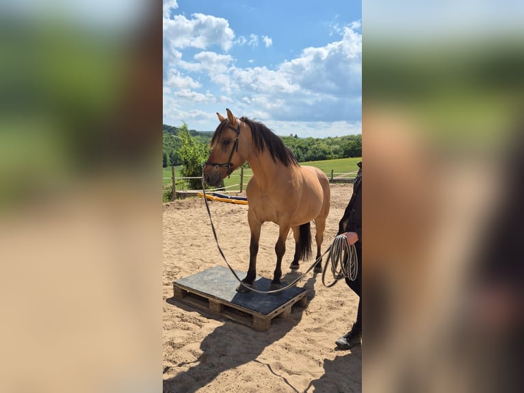 Fjordpferde Mix Wallach 14 Jahre 148 cm Falbe in Villmar