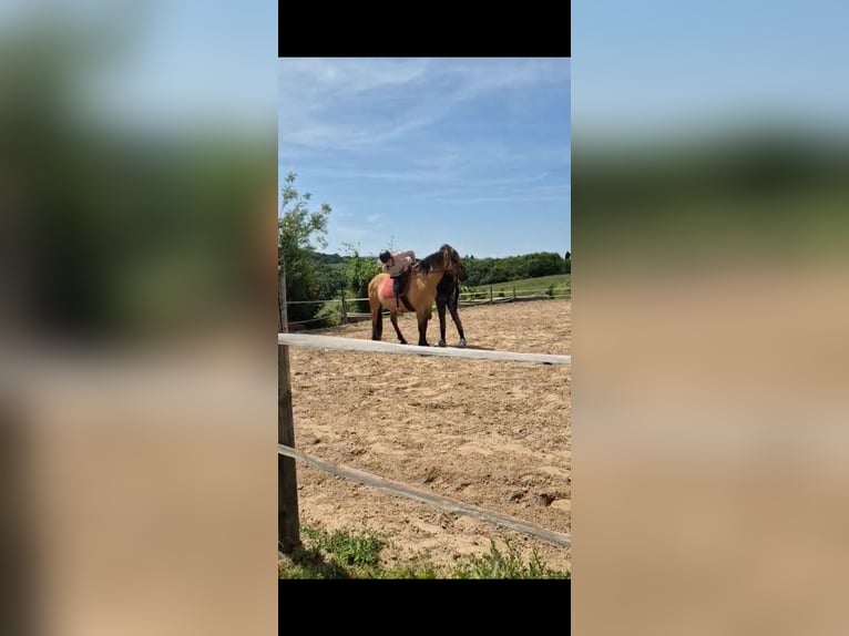 Fjordpferde Mix Wallach 14 Jahre 148 cm Falbe in Villmar