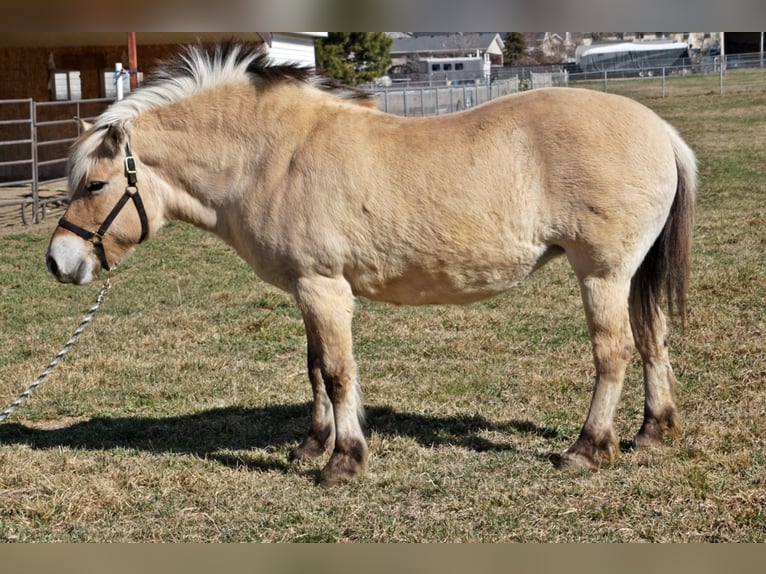 Fjordpferde Wallach 14 Jahre 150 cm Buckskin in Lehi UT