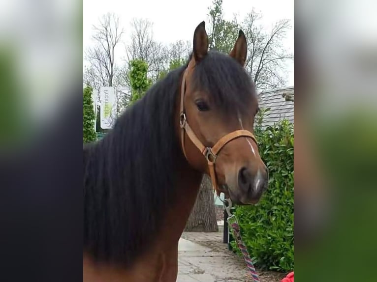 Fjordpferde Mix Wallach 14 Jahre 153 cm  in Maastricht