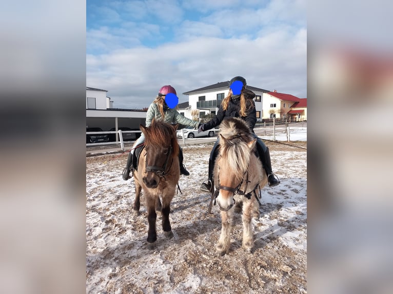 Fjordpferde Wallach 14 Jahre in Schorndorf