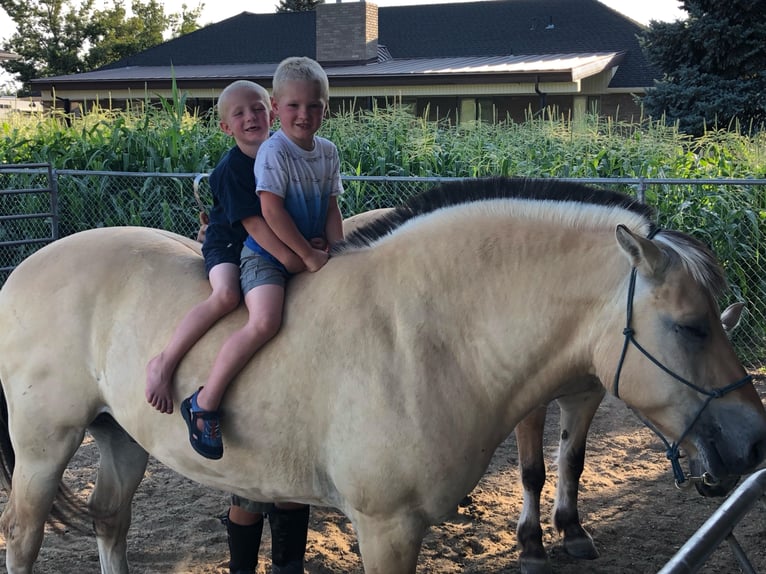 Fjordpferde Wallach 15 Jahre 150 cm Buckskin in Lehi UT