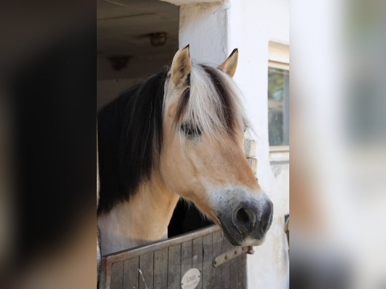 Fjordpferde Wallach 16 Jahre 145 cm in Hennef -Sieg
