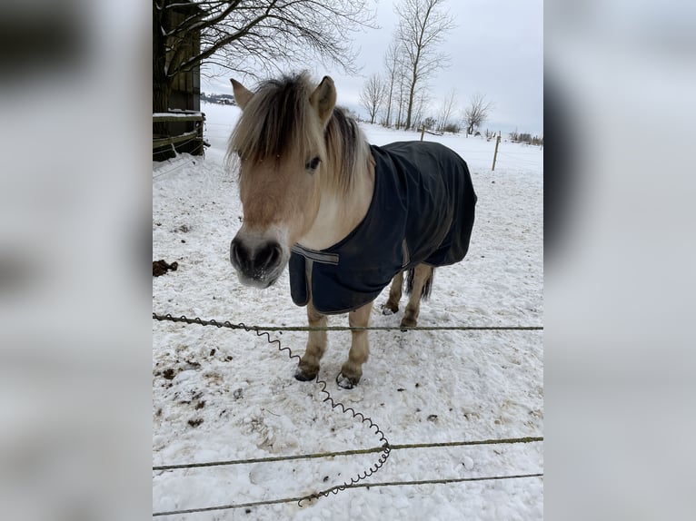 Fjordpferde Wallach 16 Jahre 145 cm in Hennef -Sieg