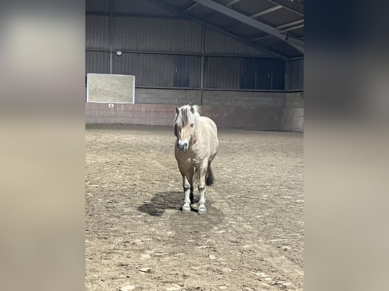 Fjordpferde Wallach 16 Jahre 145 cm in Hennef -Sieg
