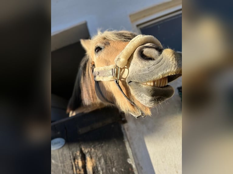 Fjordpferde Wallach 16 Jahre 145 cm in Hennef -Sieg